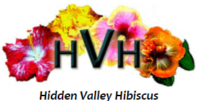 Hidden Valley Hibiscus