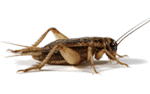 Cricketsdirect