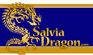 Salvia Dragon