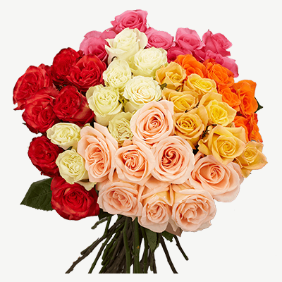 1000 Stems of Assorted Roses
