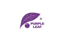 Purple Leaf 