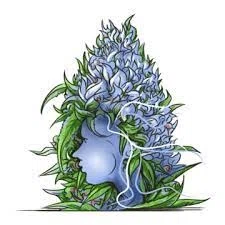 Frosty Gardens Promo Codes & Coupons